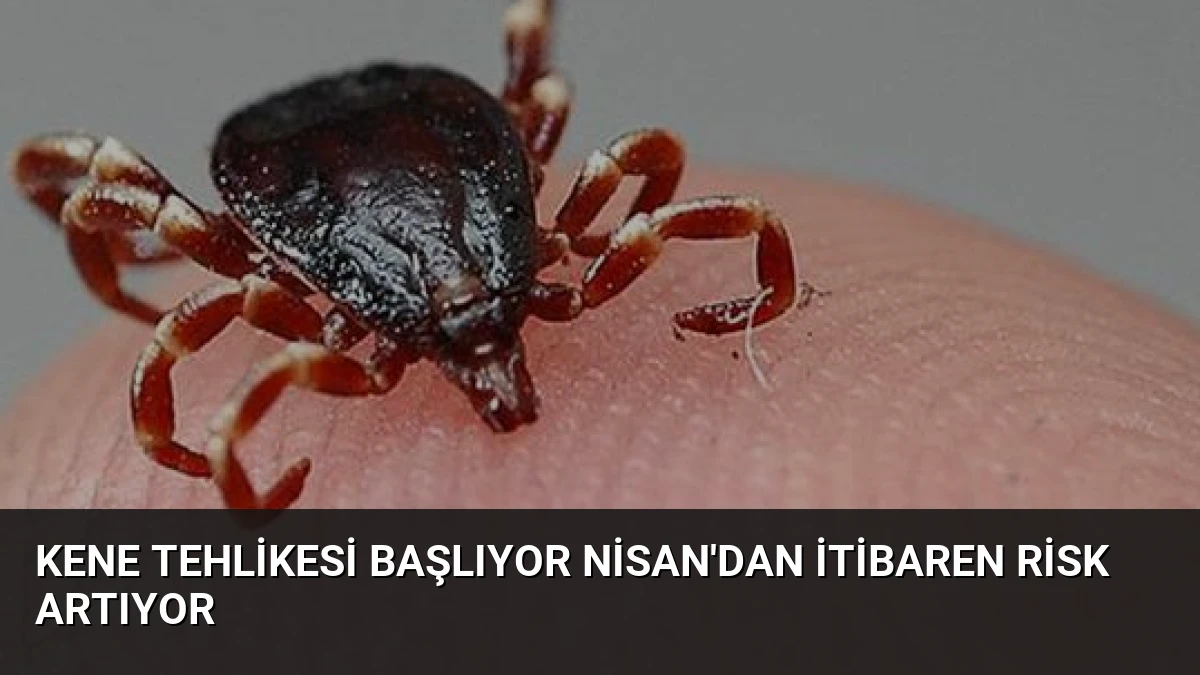 Kene Tehlikesi Başlıyor Nisan’dan İtibaren Risk Artıyor