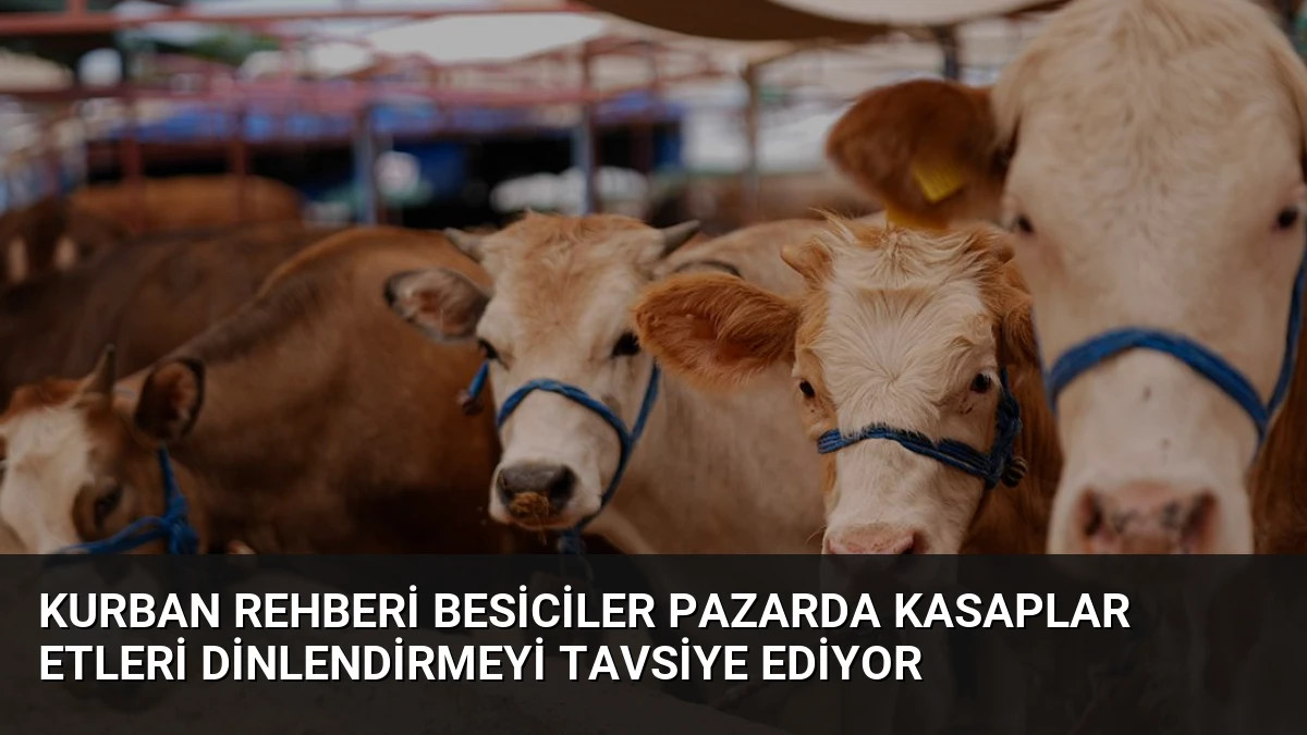 Kurban Rehberi Besiciler Pazarda Kasaplar Etleri Dinlendirmeyi Tavsiye Ediyor