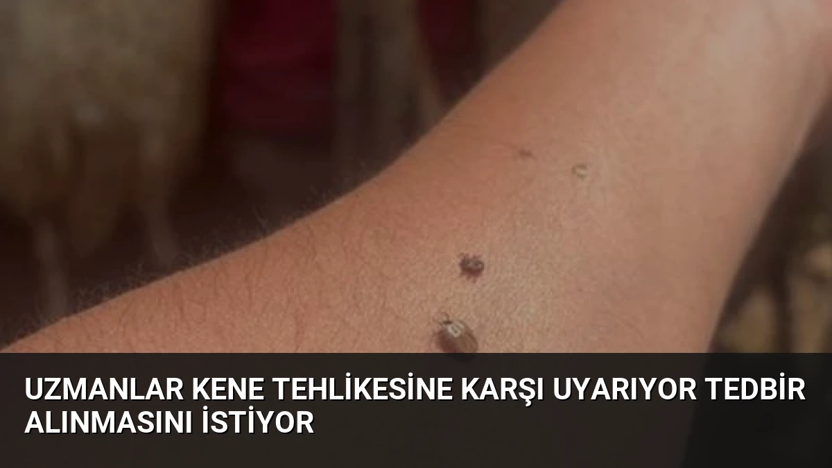 Uzmanlar Kene Tehlikesine Karşı Uyarıyor Tedbir Alınmasını İstiyor