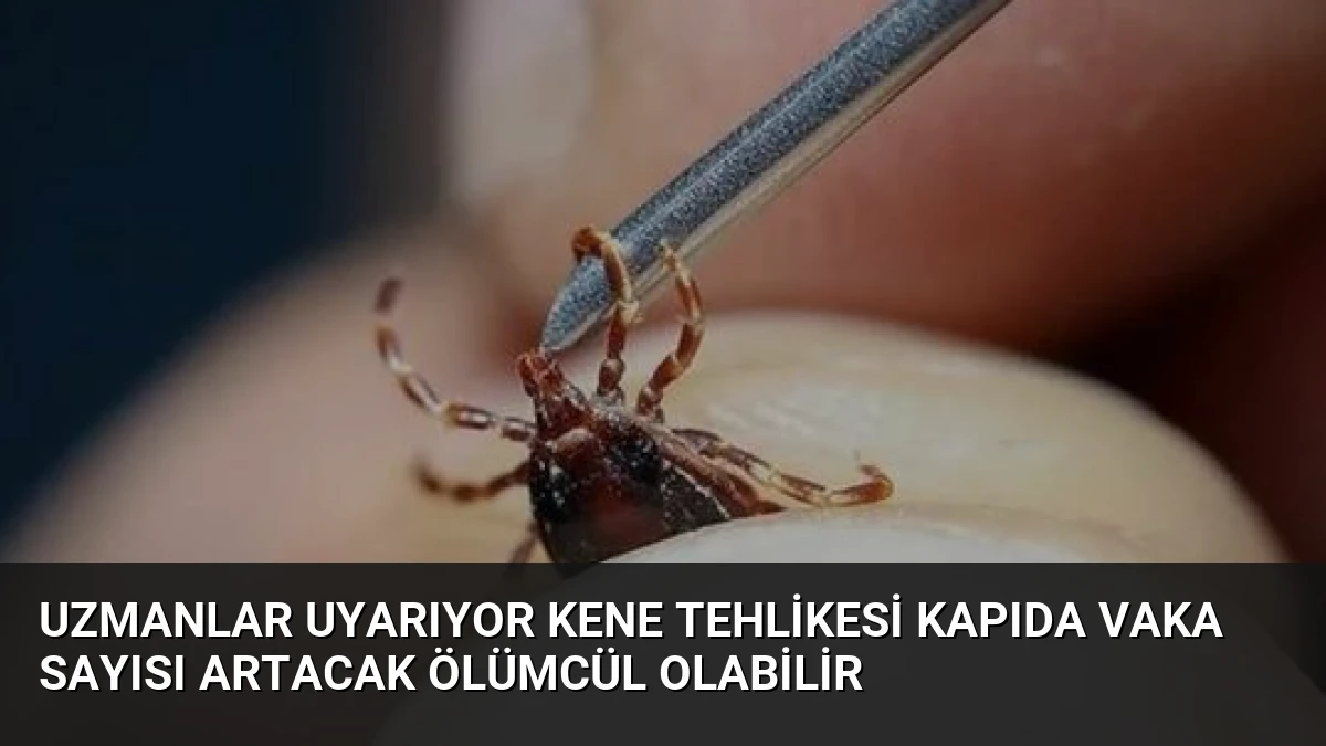 Uzmanlar Uyarıyor Kene Tehlikesi Kapıda Vaka Sayısı Artacak Ölümcül Olabilir