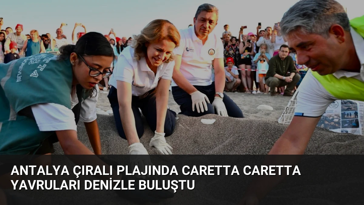 Antalya Çıralı Plajında Caretta Caretta Yavruları Denizle Buluştu
