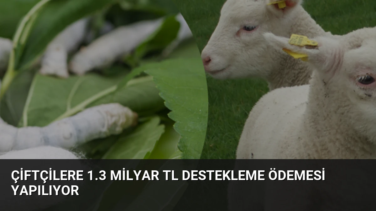 Çiftçilere 1.3 Milyar TL Destekleme Ödemesi Yapılıyor